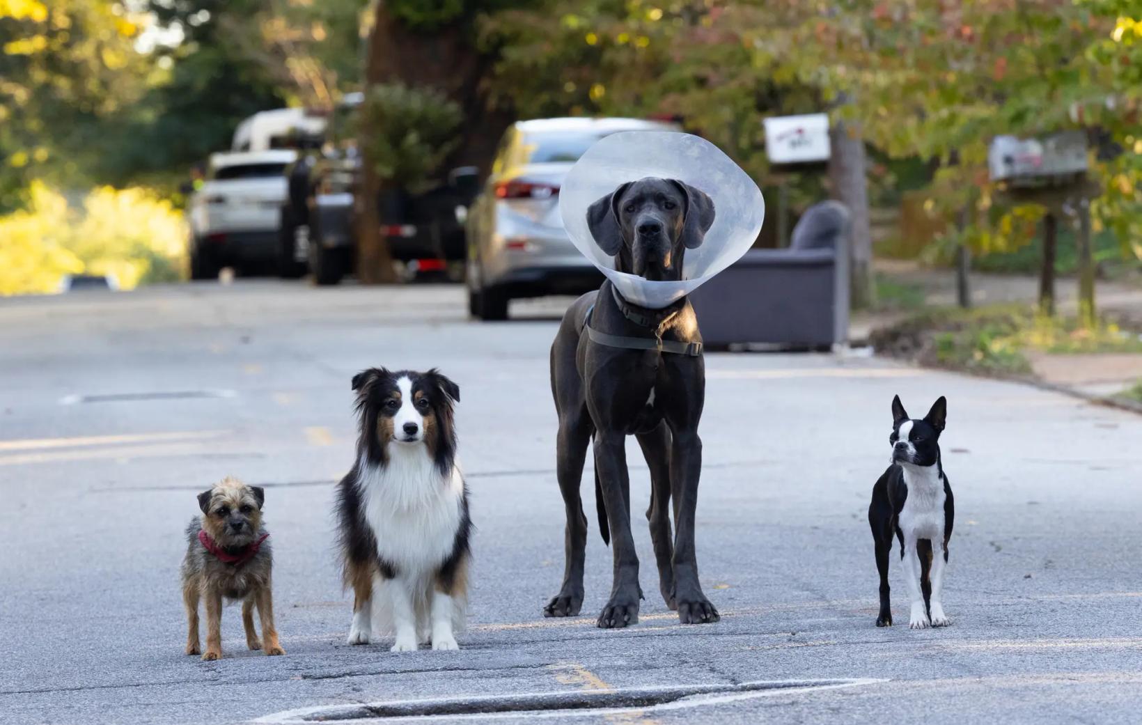a group of dogs in a parking lot