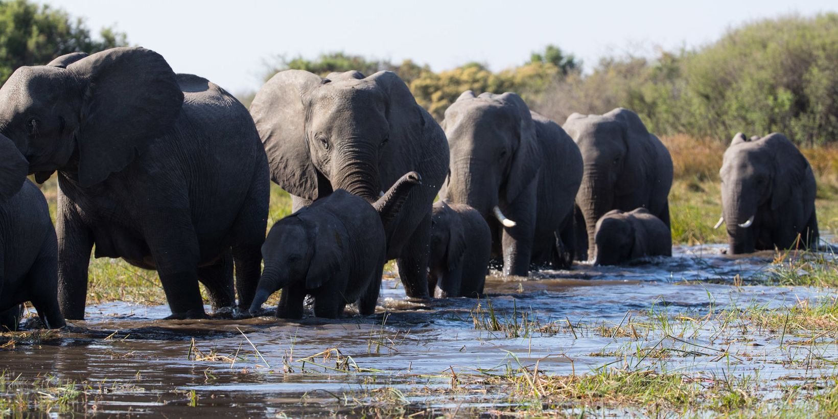 Elephant