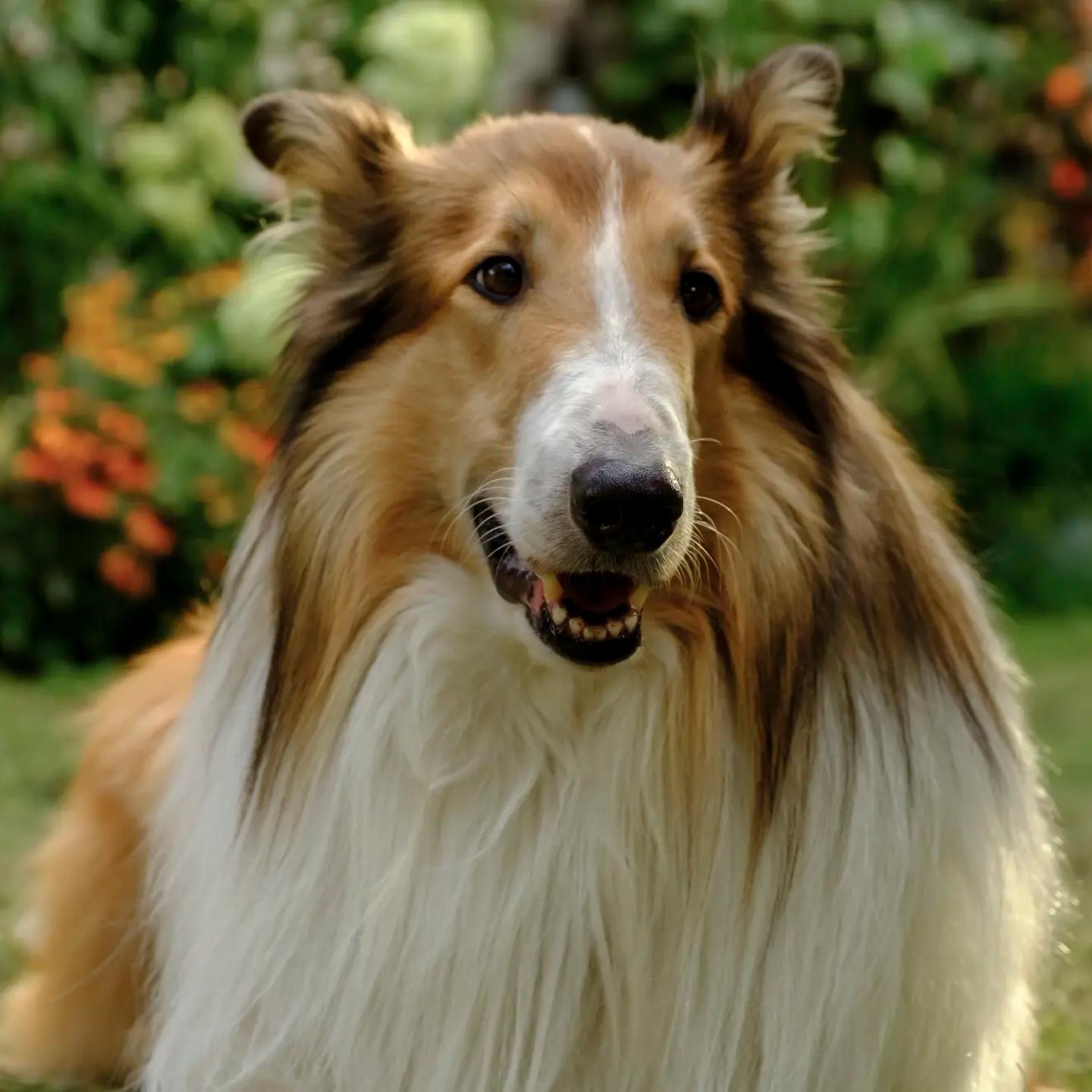 a dog with a fluffy fur