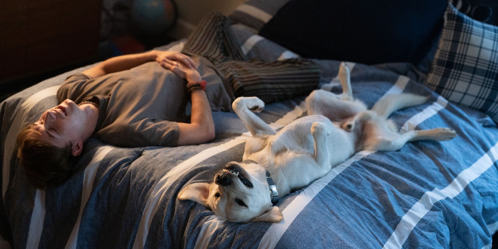 Dog Gone