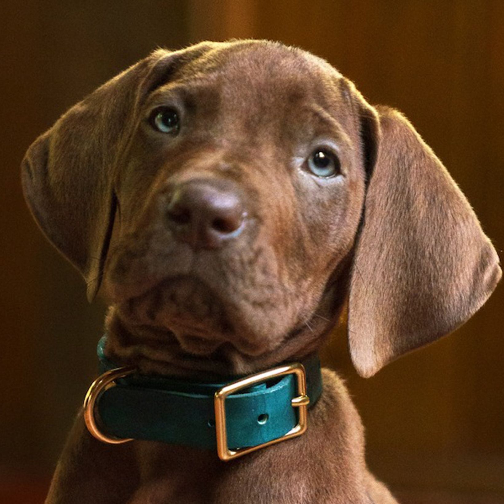 Scooby-Doo: Origins