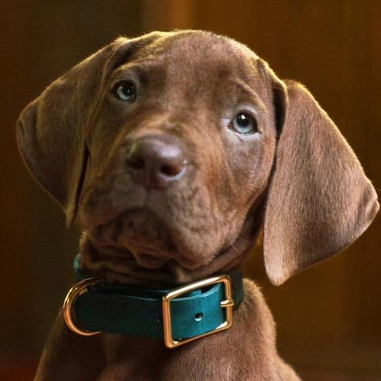 Scooby-Doo: Origins