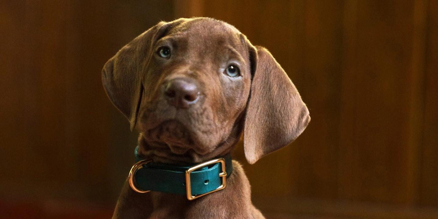 Scooby-Doo: Origins