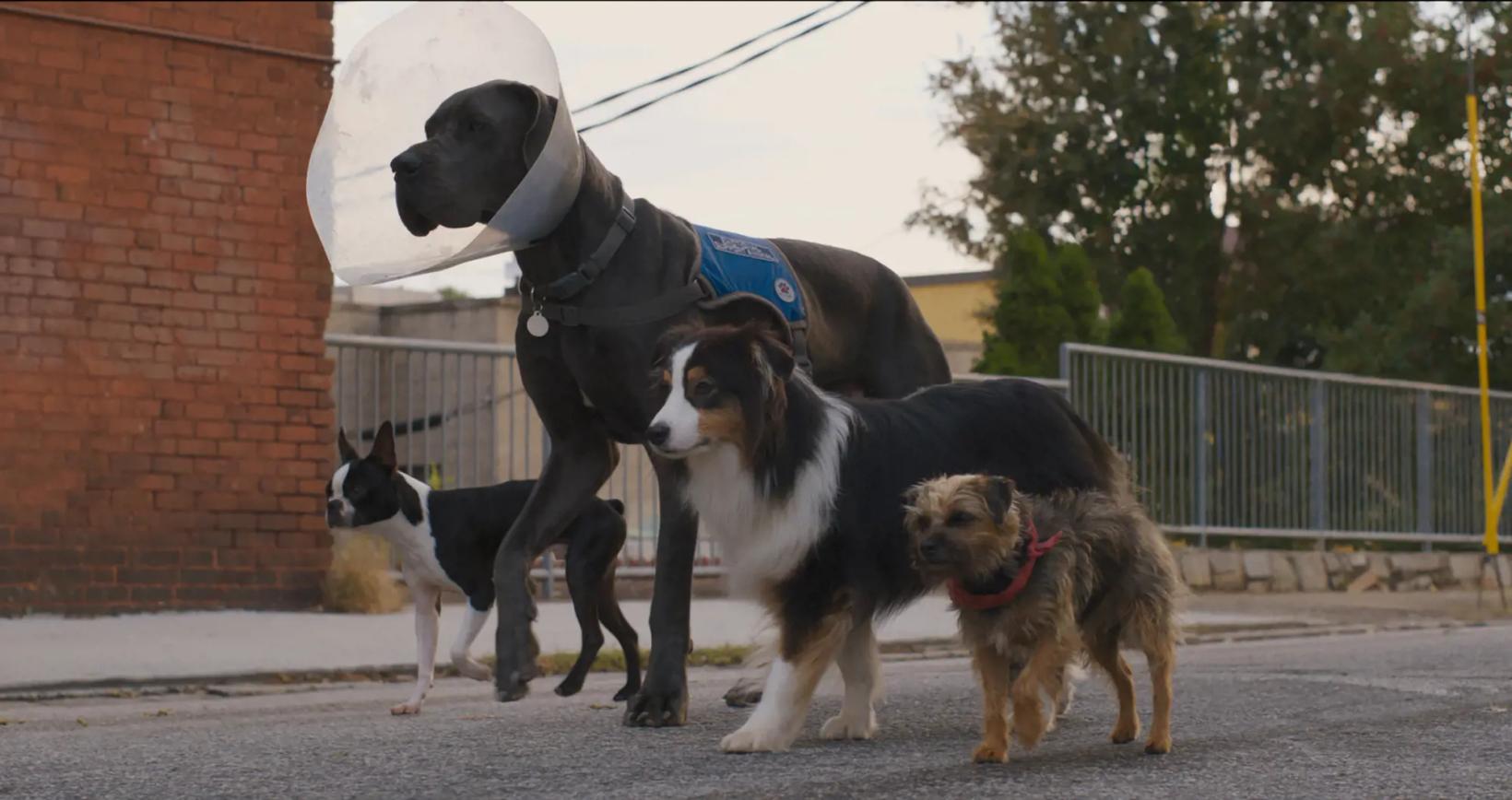 a group of dogs standing on a sidewalk