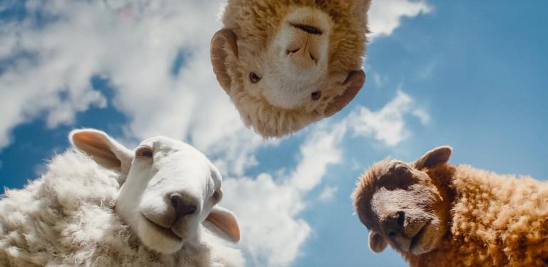 Bilde fra 'Sauedetektivene'