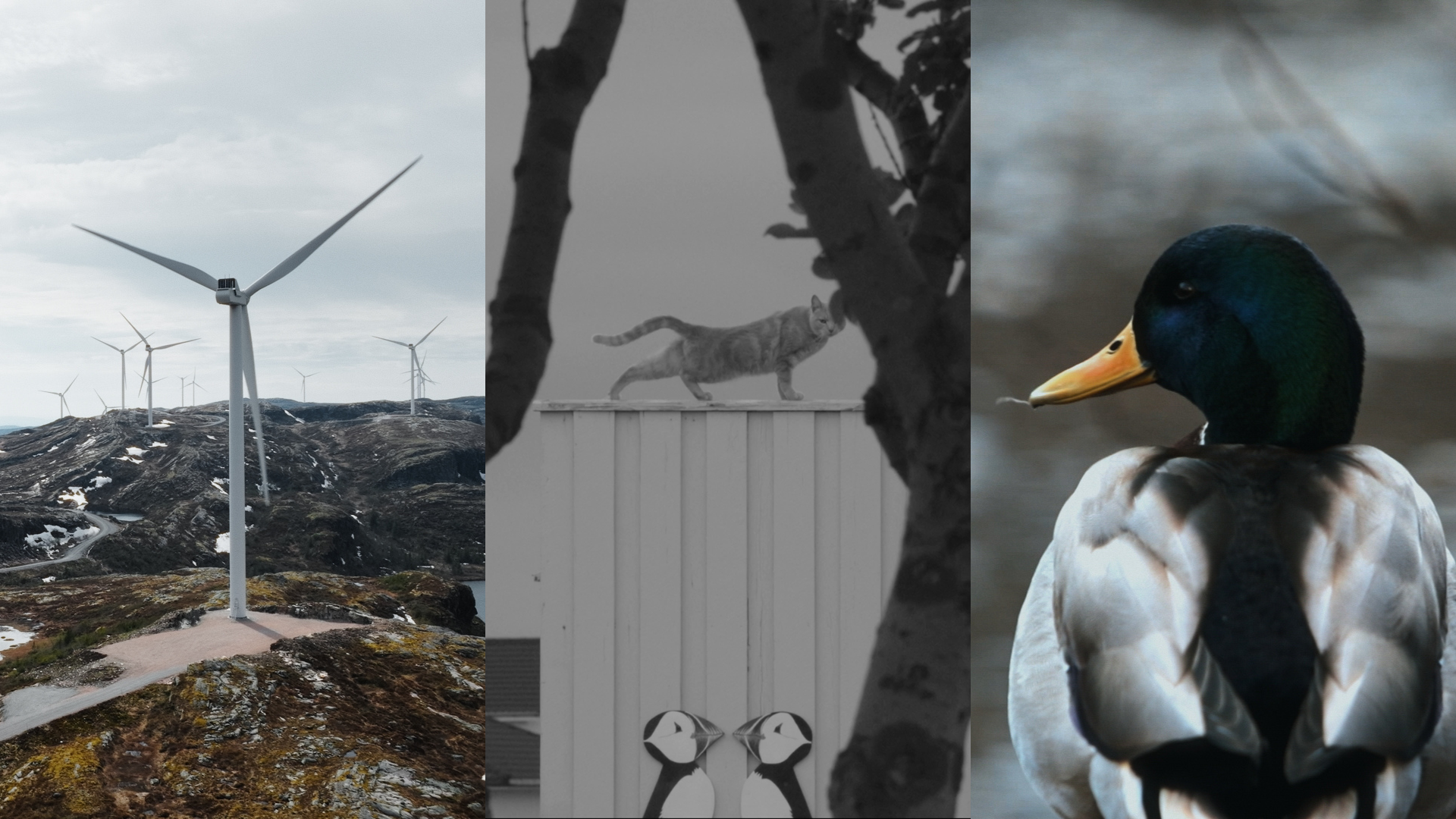 Bilde fra 'Norsk kortdokumentar (2025)'