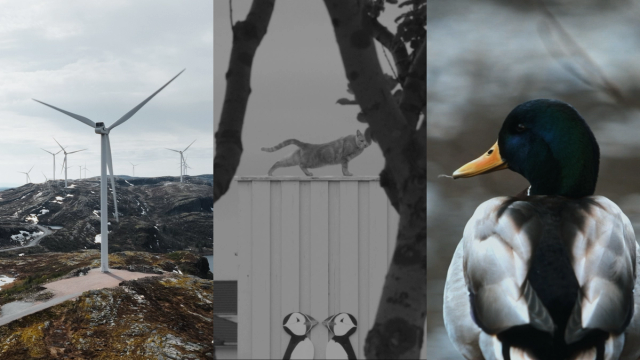 Bilde fra 'Norsk kortdokumentar (2025)'