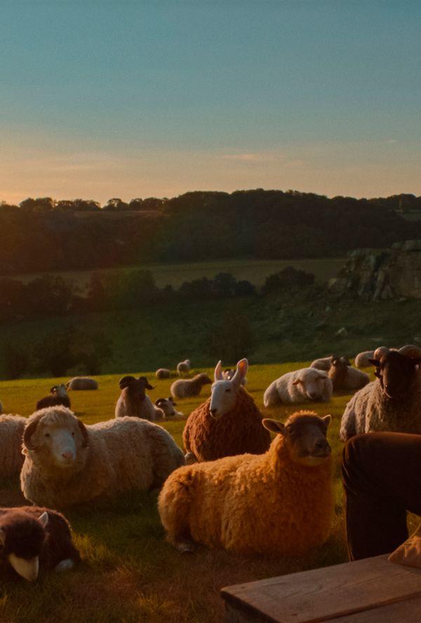 Bilde fra 'Sauedetektivene'