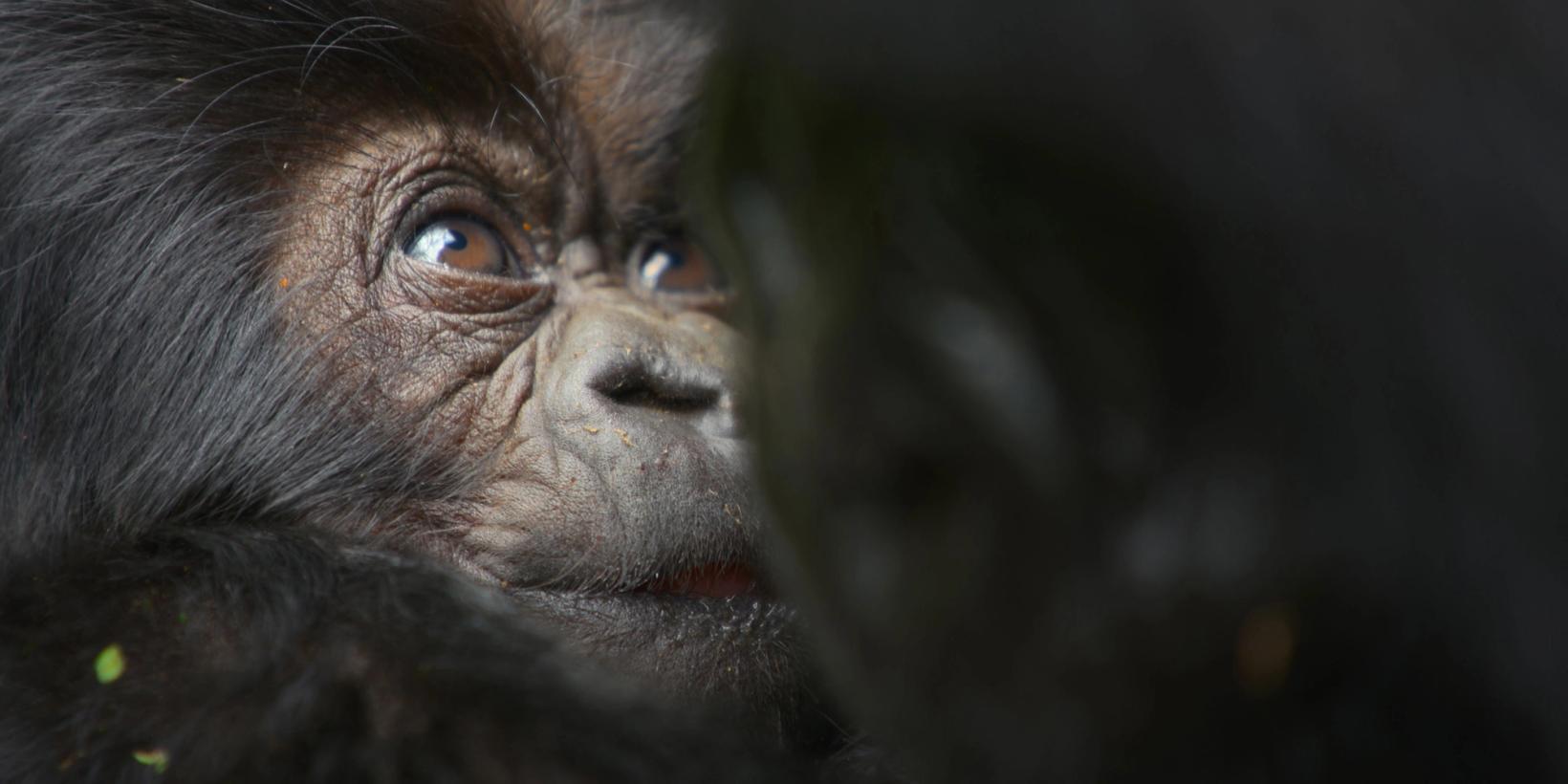 Stillbilde fra Gorillaene: En historie – fortalt av David Attenborough/A Gorilla Story: Told by David Attenborough