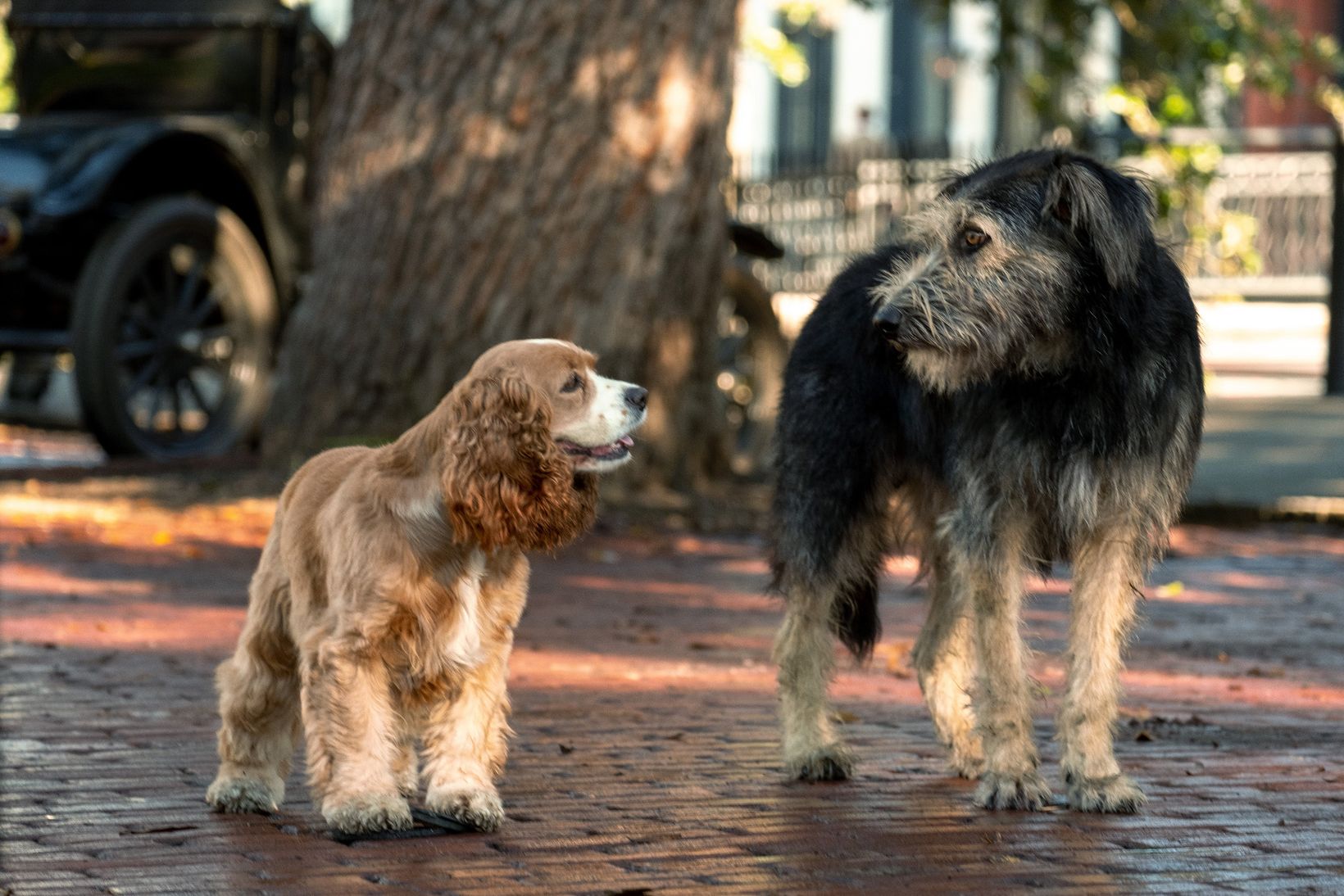 Lady og landstrykeren/Lady and the Tramp