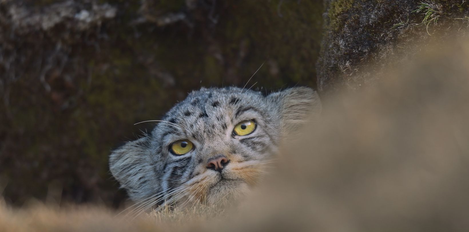 a cat looking at the camera