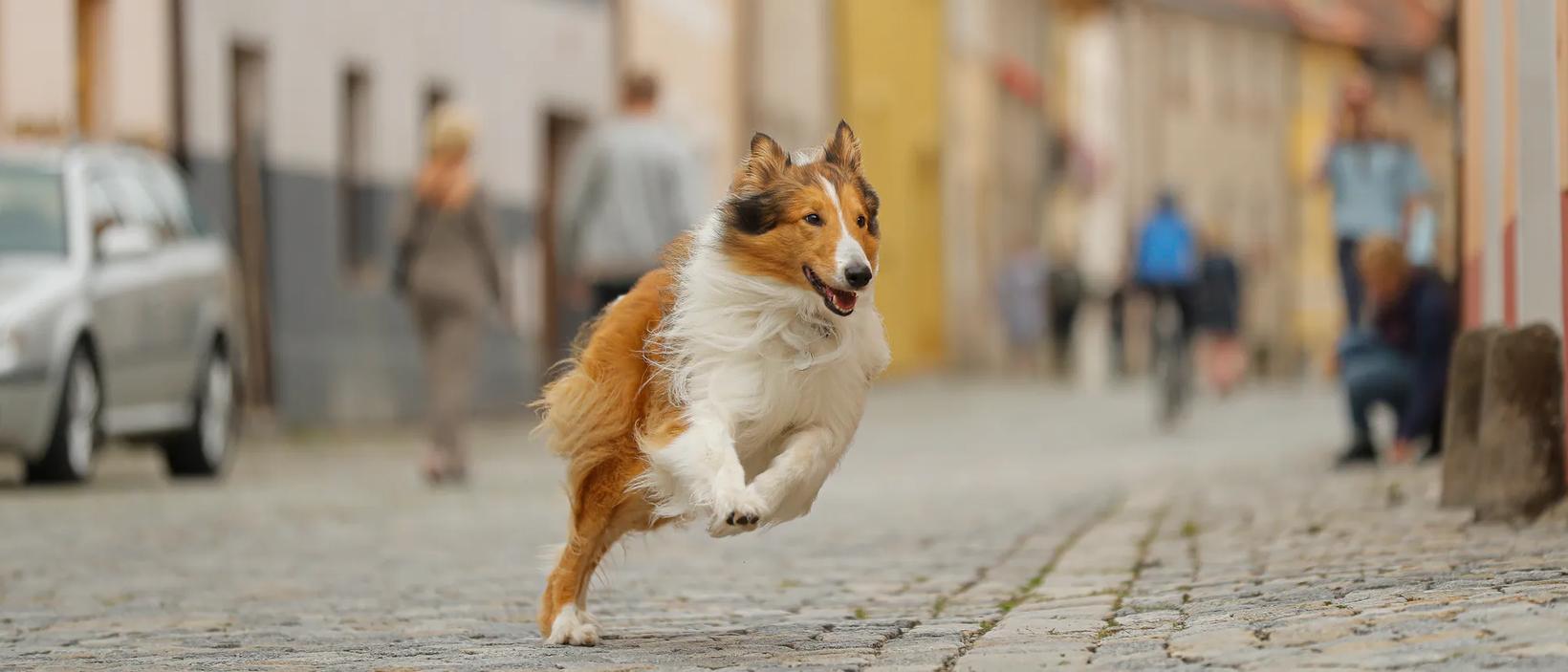 a dog running on a street