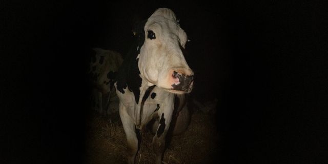 Cow