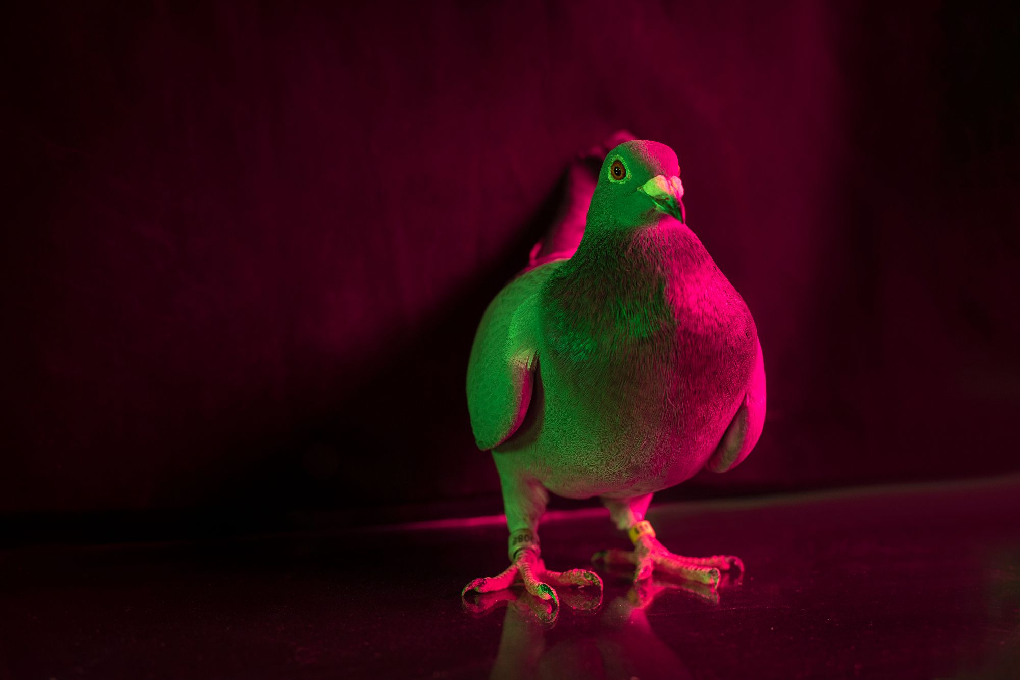 Million Dollar Pigeons