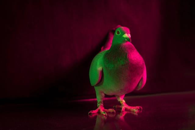 Million Dollar Pigeons