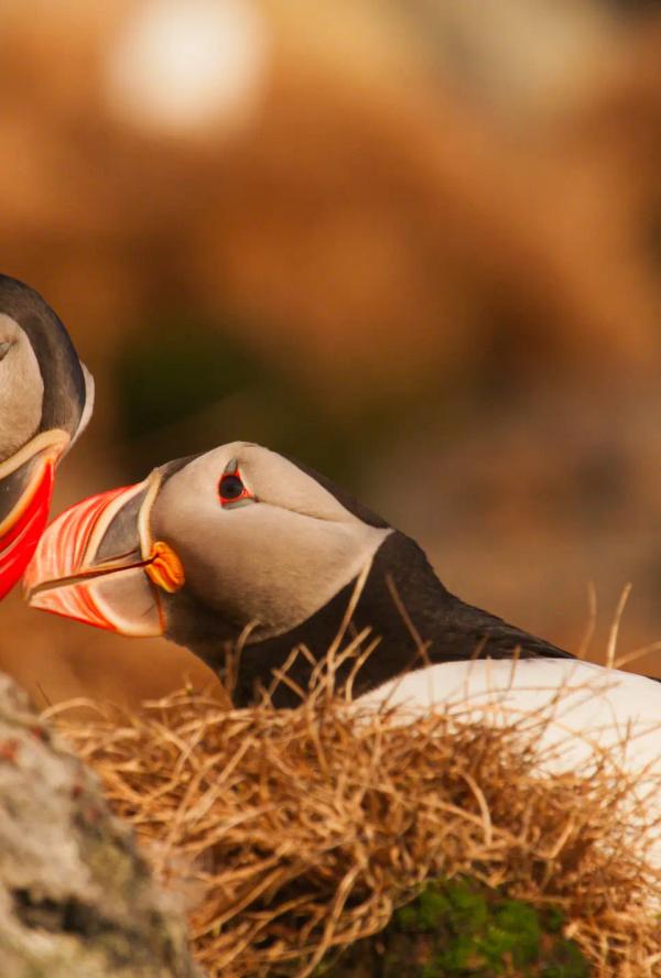 Bilde fra 'Skal hilse fra naturen'