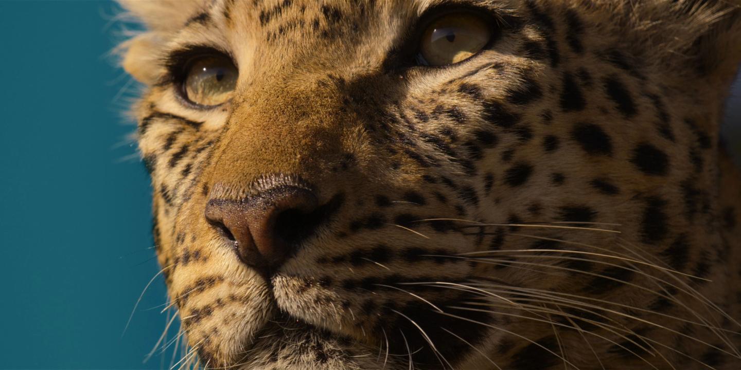 Stillbilde fra Livet blant leoparder/Living with Leopards