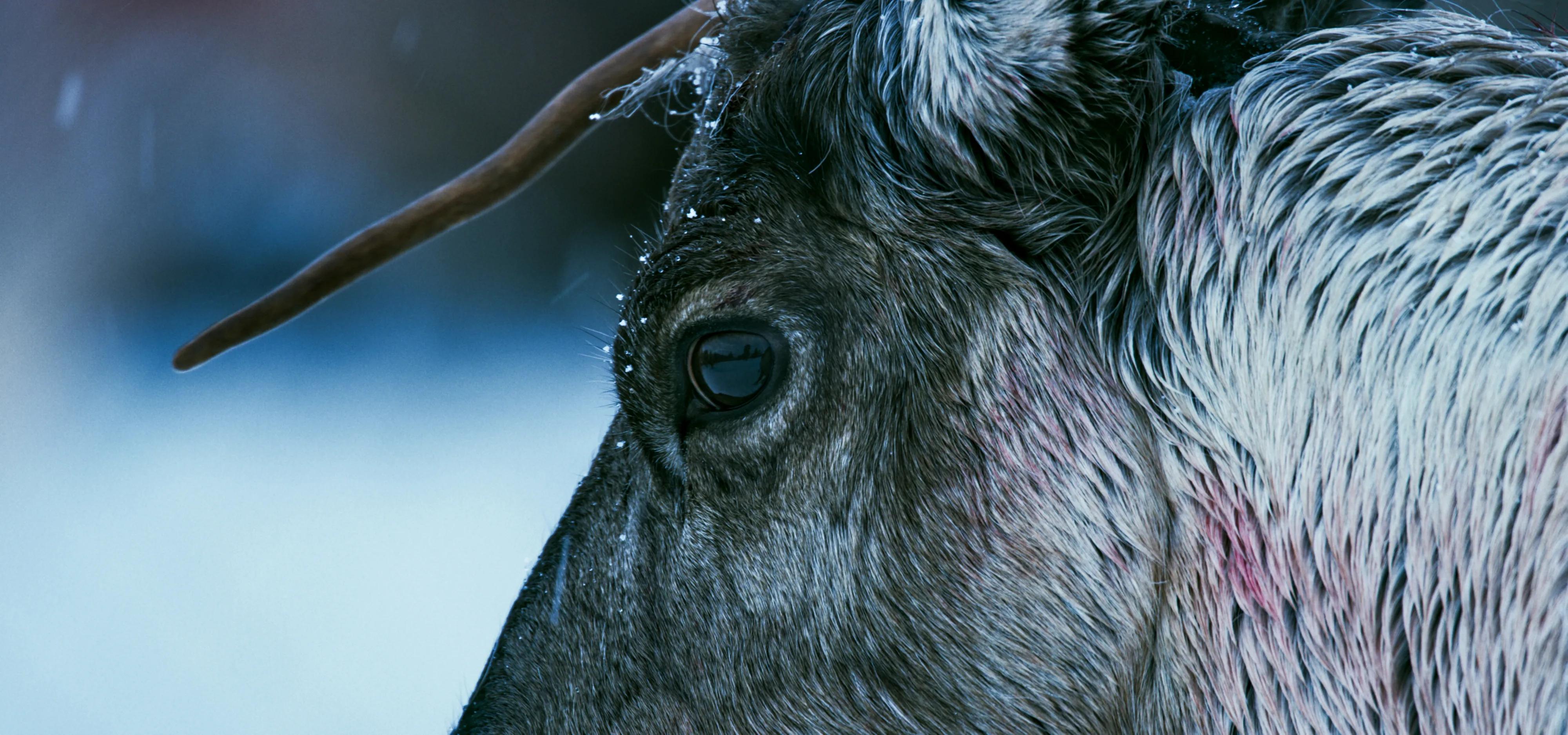 Bilde fra 'La fjella leve'