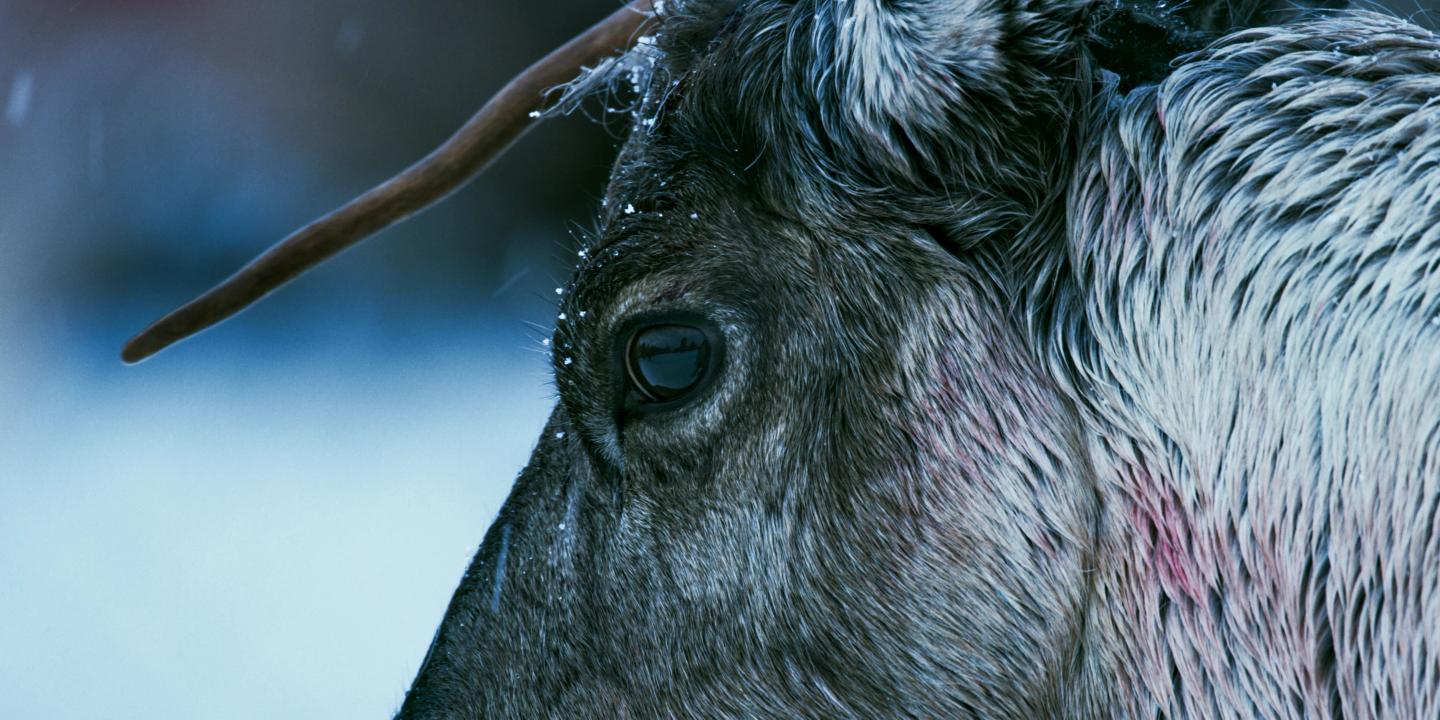 Bilde fra 'La fjella leve'