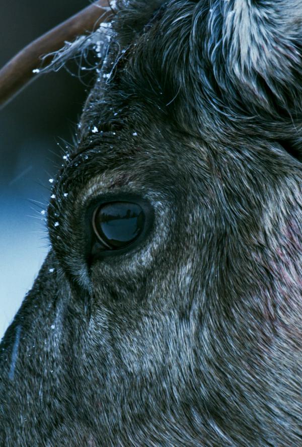 Bilde fra 'La fjella leve'