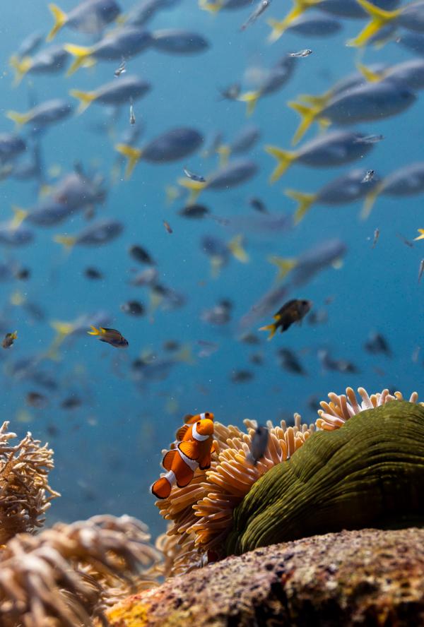 Bilde fra 'OCEAN with David Attenborough'