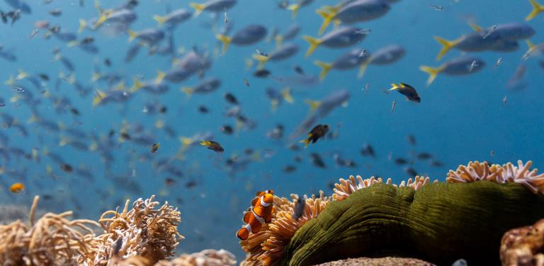 Bilde fra 'OCEAN with David Attenborough'