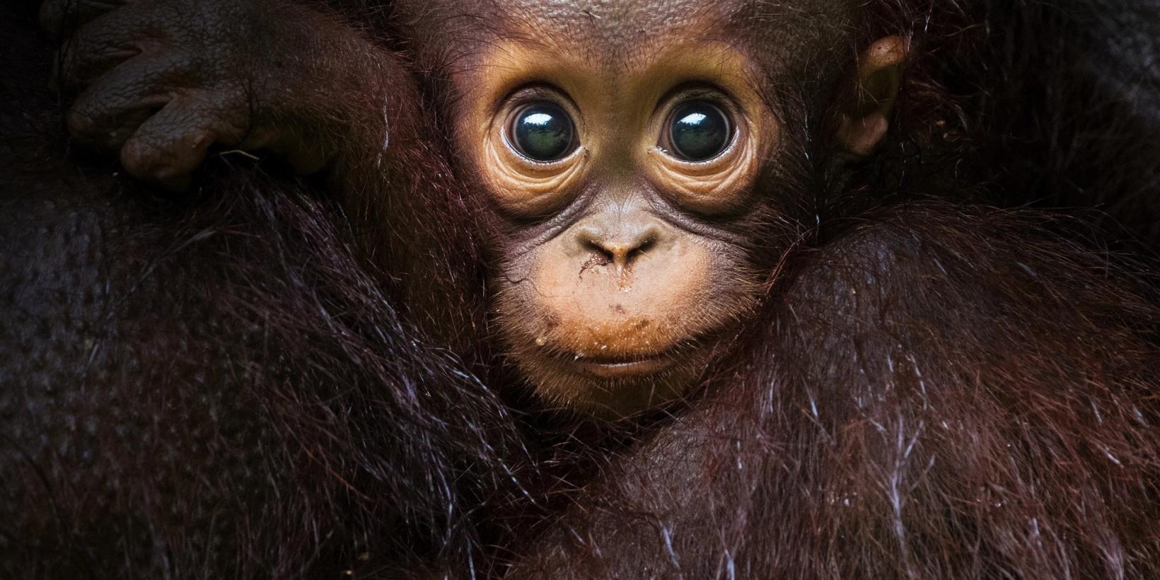 Eden – den ville planeten/Eden: Untamed Planet