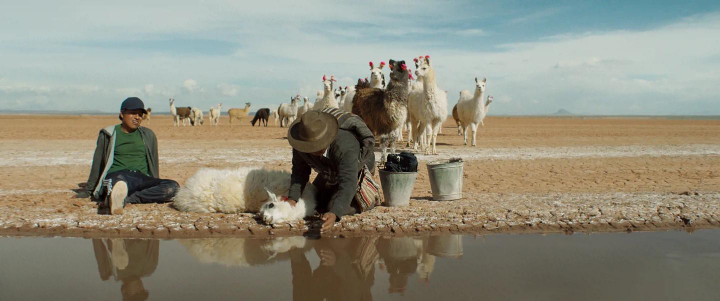 a person and a dog sitting on the beach with a group of llamas
