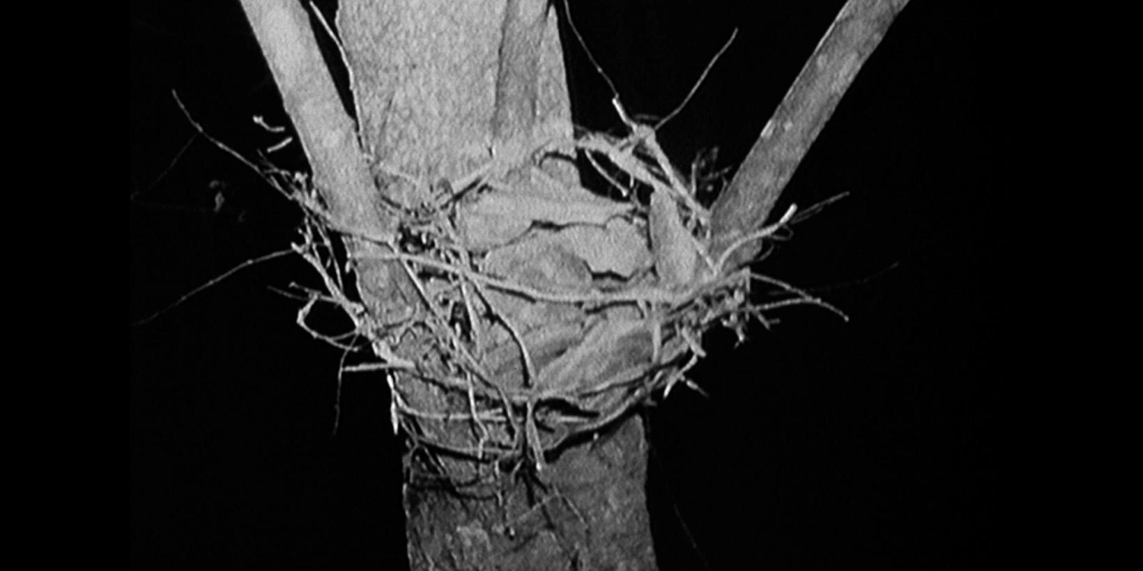 The Blair Witch Project