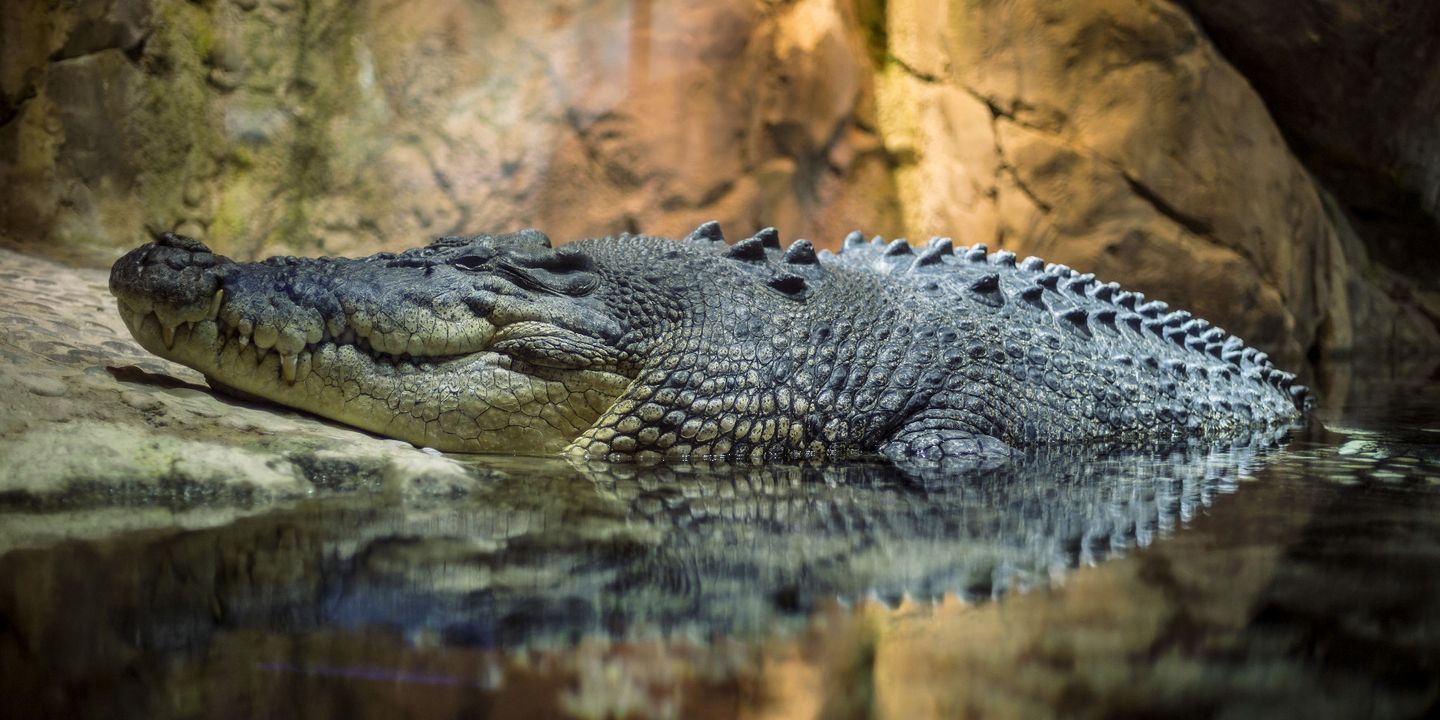 Nicolas Cage eide, på ett tidspunkt, enten en alligator eller en krokodille