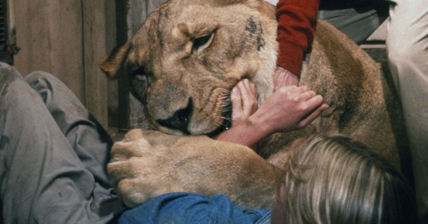 Roar