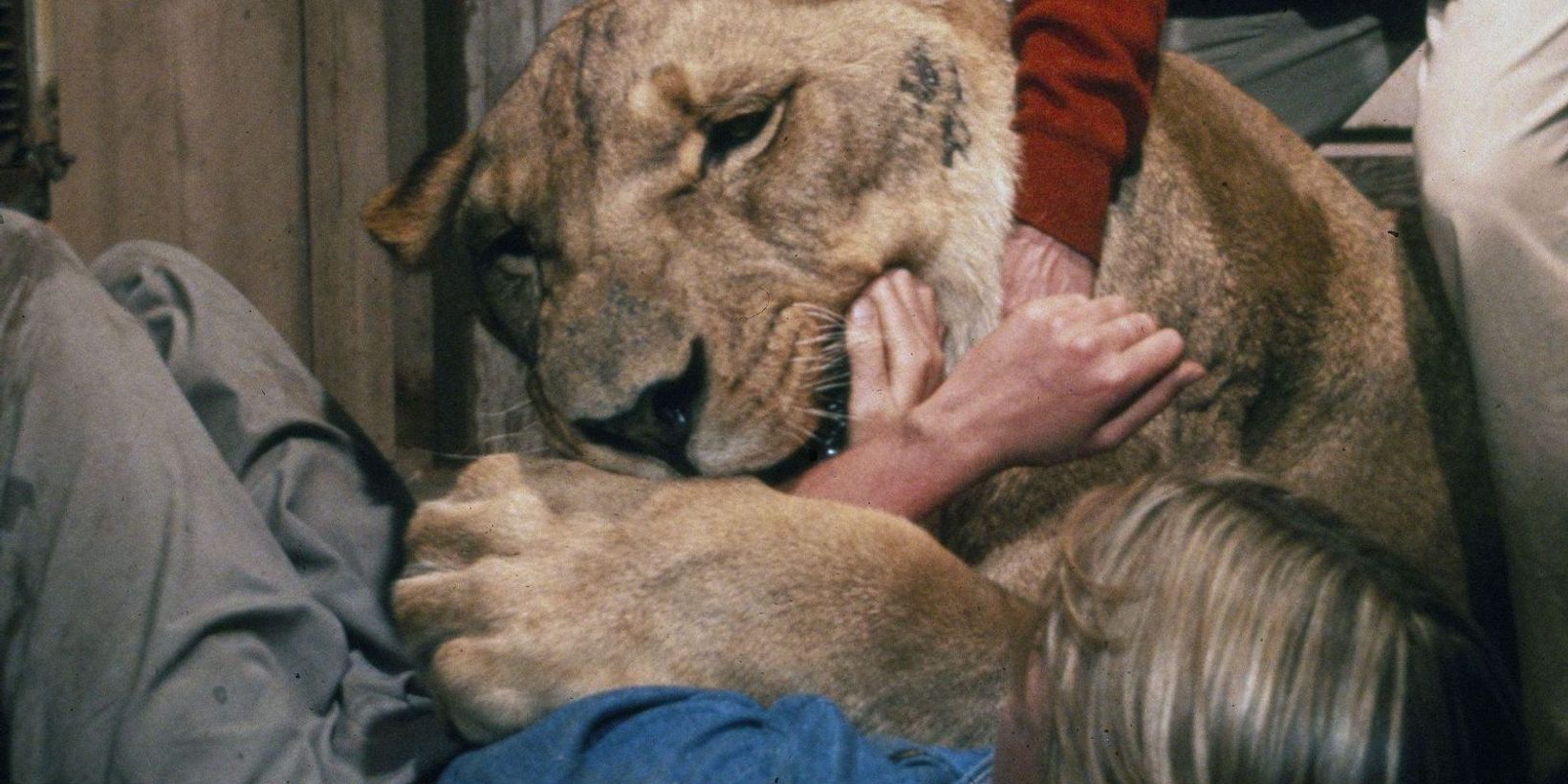 Roar