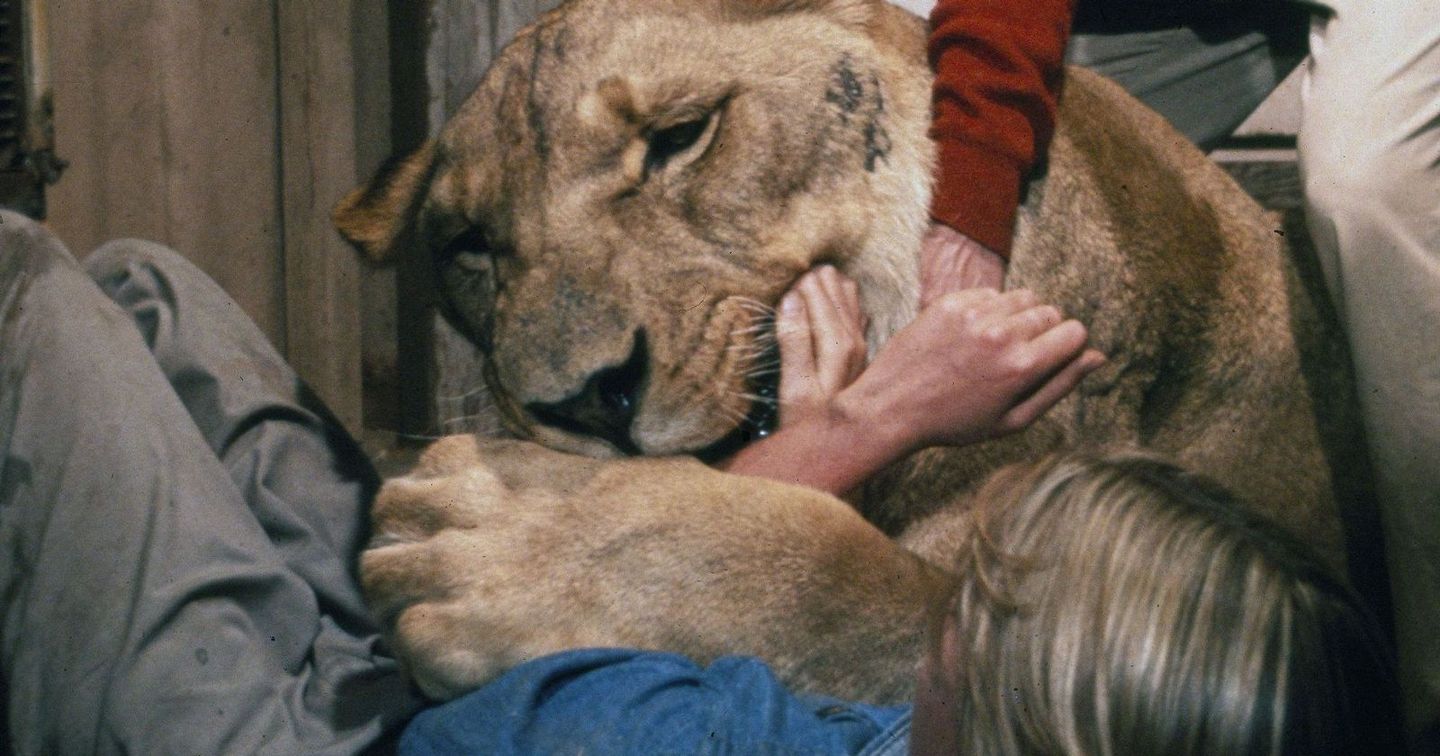 Roar