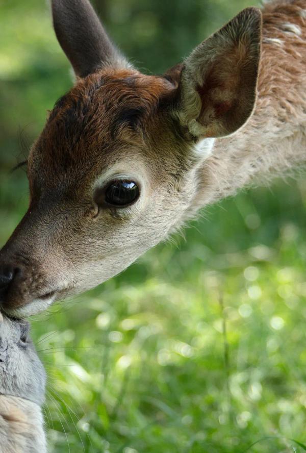 Bilde fra 'BAMBI - Et eventyr om livet i skogen'