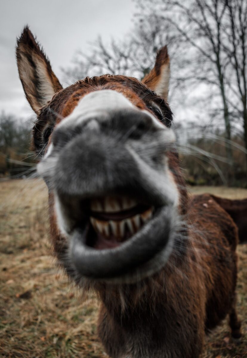 If You Love Animals, You Have to Read About Our Donkeys