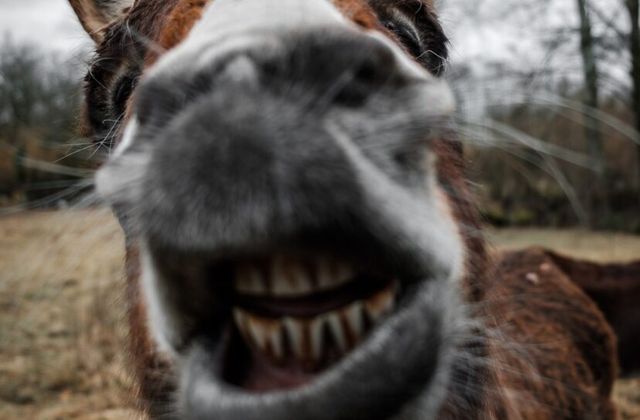 If You Love Animals, You Have to Read About Our Donkeys