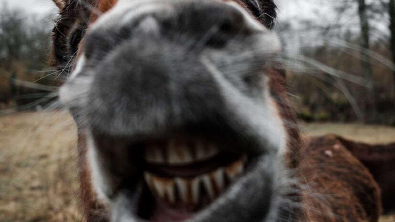 If You Love Animals, You Have to Read About Our Donkeys