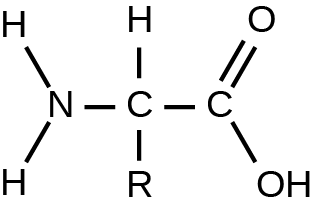 Generic neutral alpha-amino acid: the alpha carbon bonds to H, R, NH2 and COOH; the carboxyl carbon has C=O and C-OH bonds.