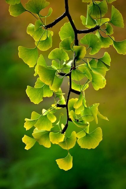 Ginko
