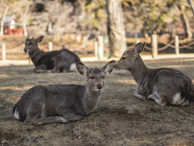 A Day Trip to Nara