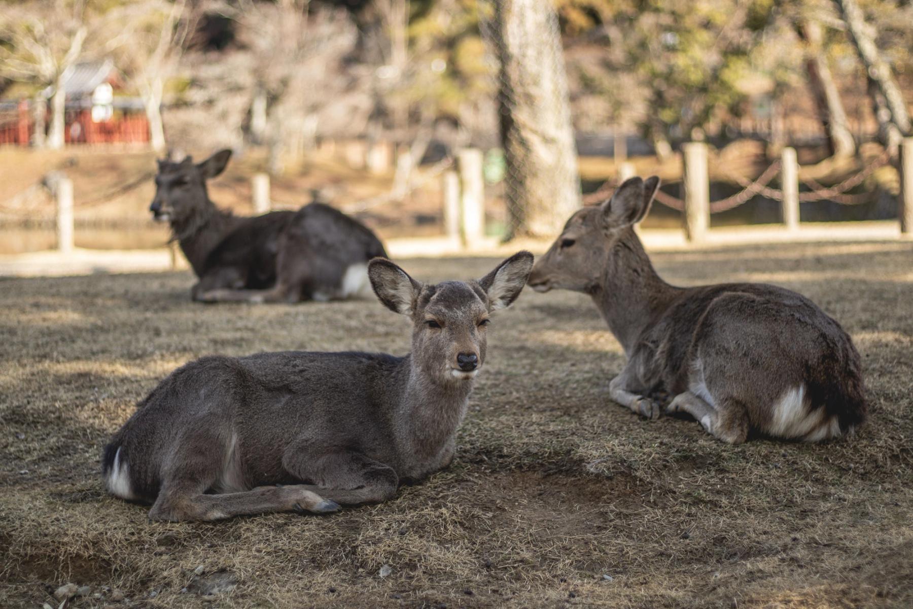 A Day Trip to Nara