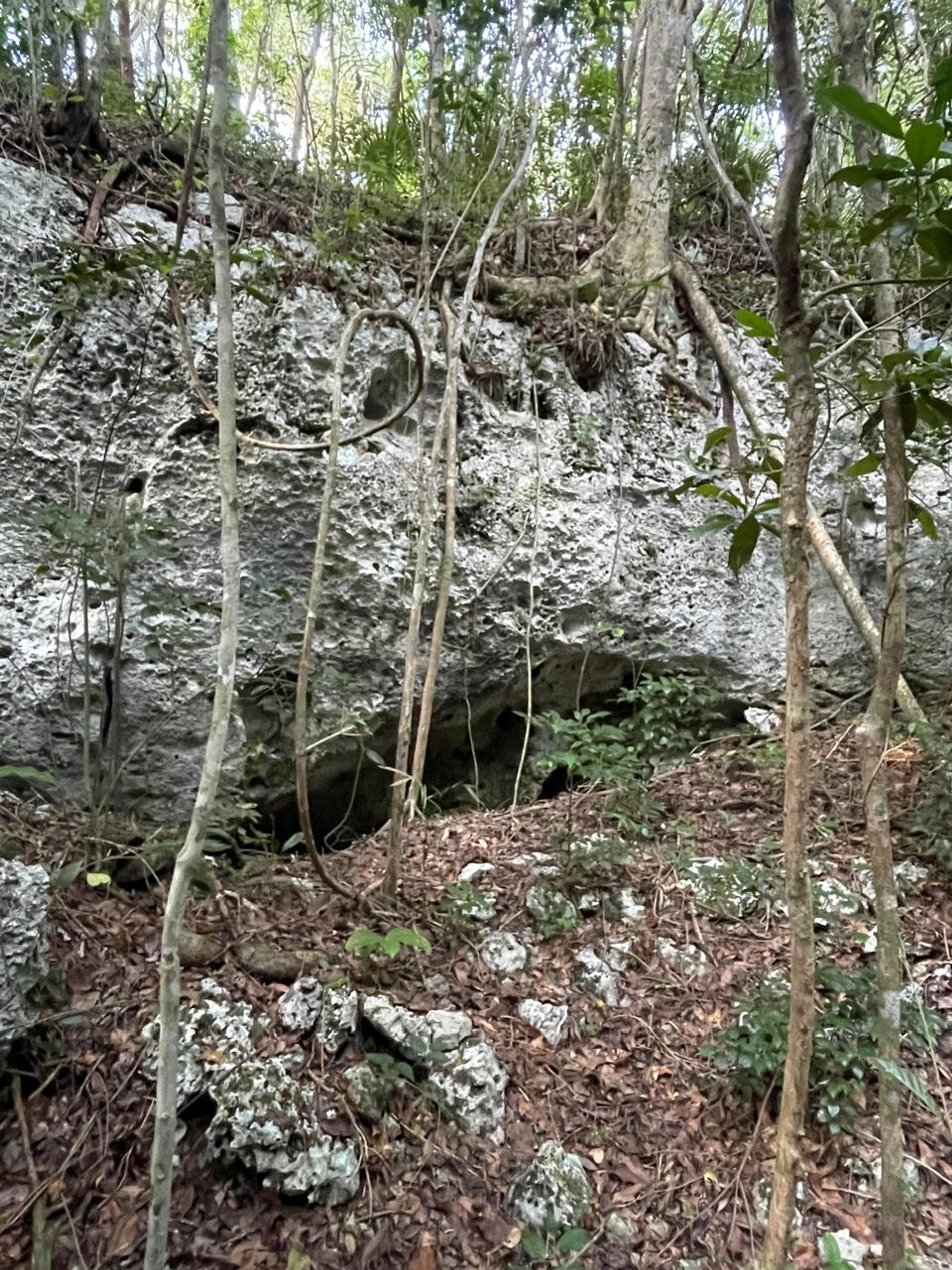 Tulum’s Hidden Gem: Expansive Eco-Investment with 4 Wooden Homes — photo 11