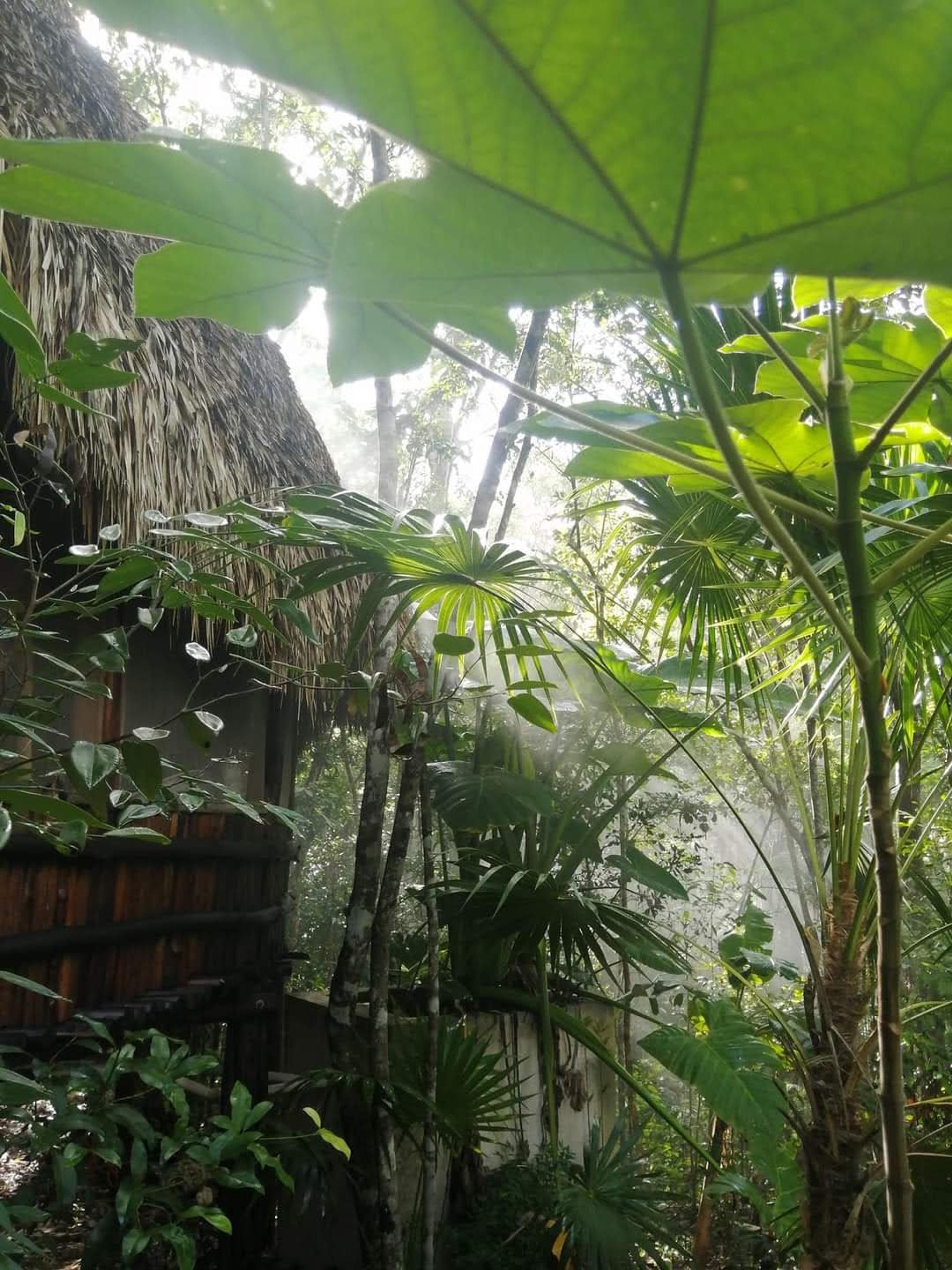 Tulum’s Hidden Gem: Expansive Eco-Investment with 4 Wooden Homes — photo 19