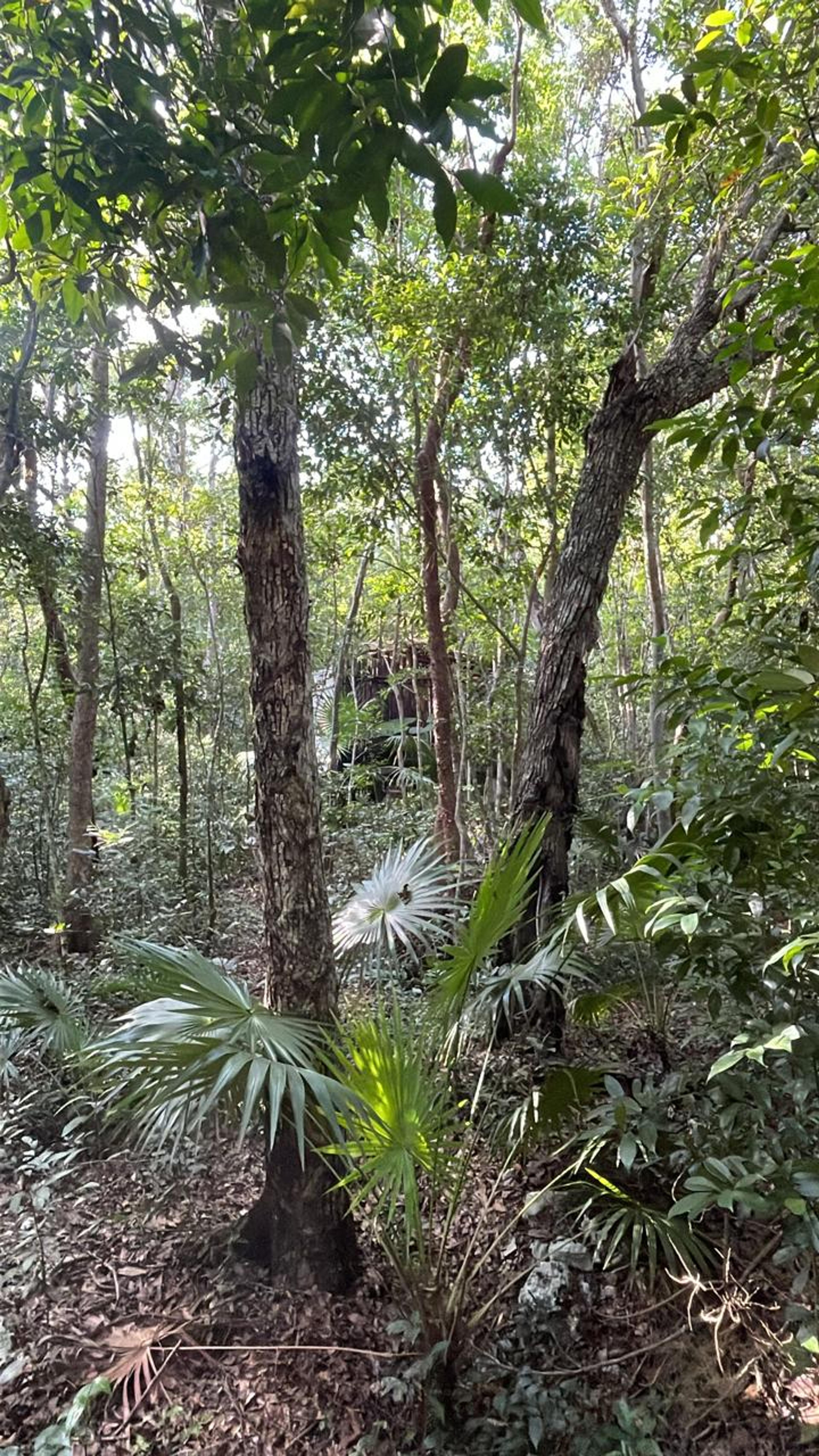 Tulum’s Hidden Gem: Expansive Eco-Investment with 4 Wooden Homes — photo 10
