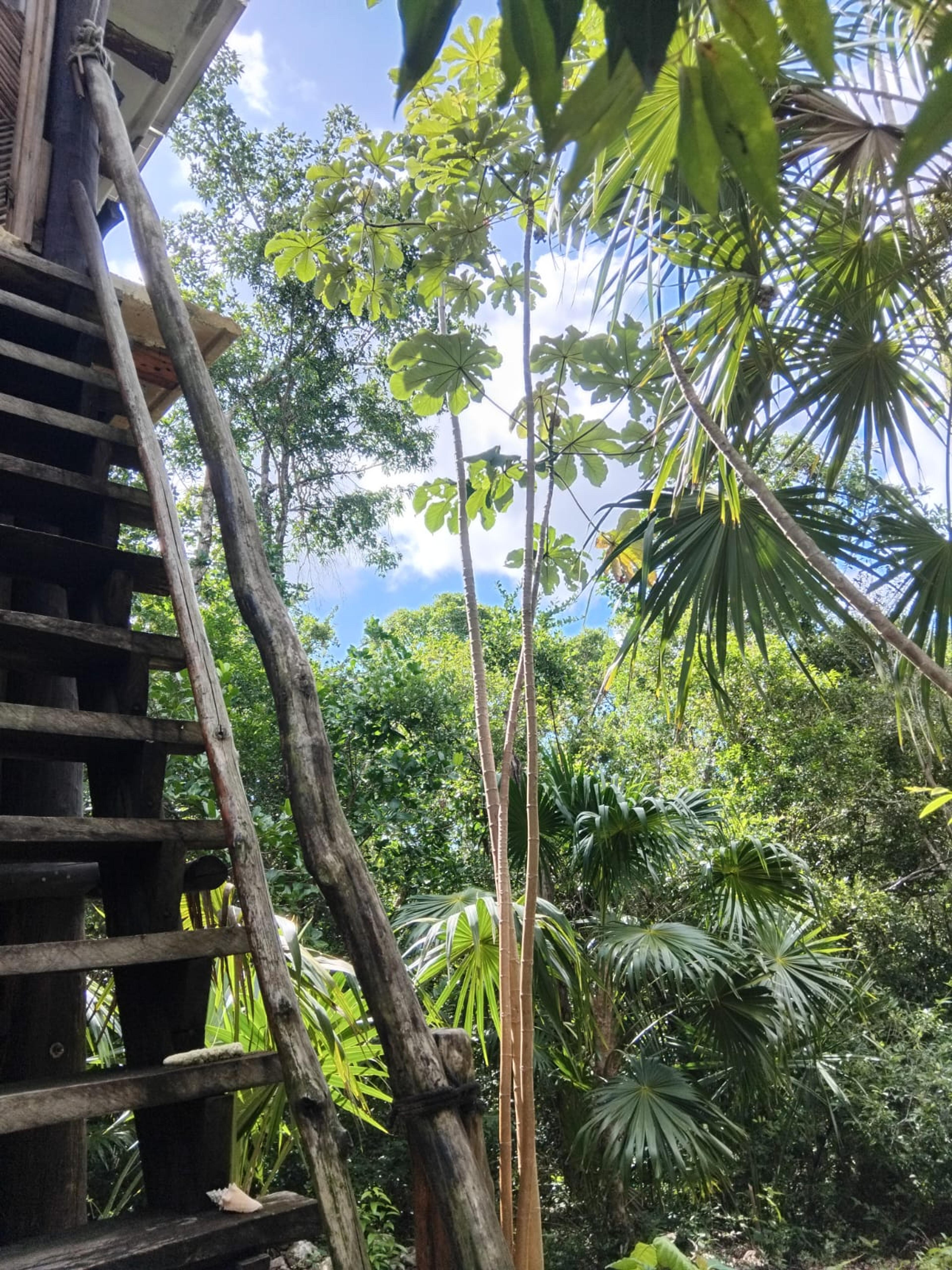 Tulum’s Hidden Gem: Expansive Eco-Investment with 4 Wooden Homes — photo 16