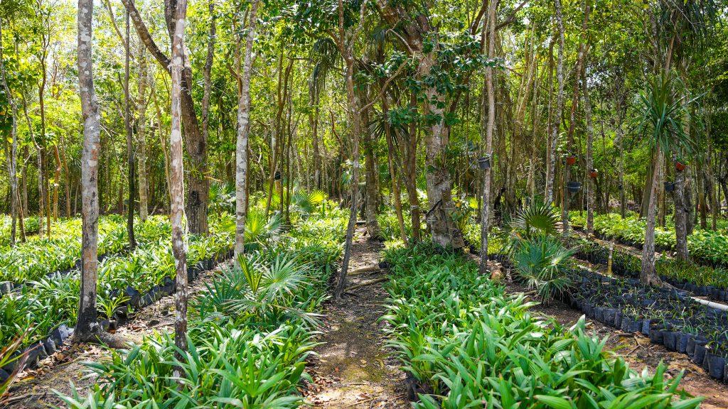 Amares Riviera Maya | Exclusive Private Homesite — photo 20
