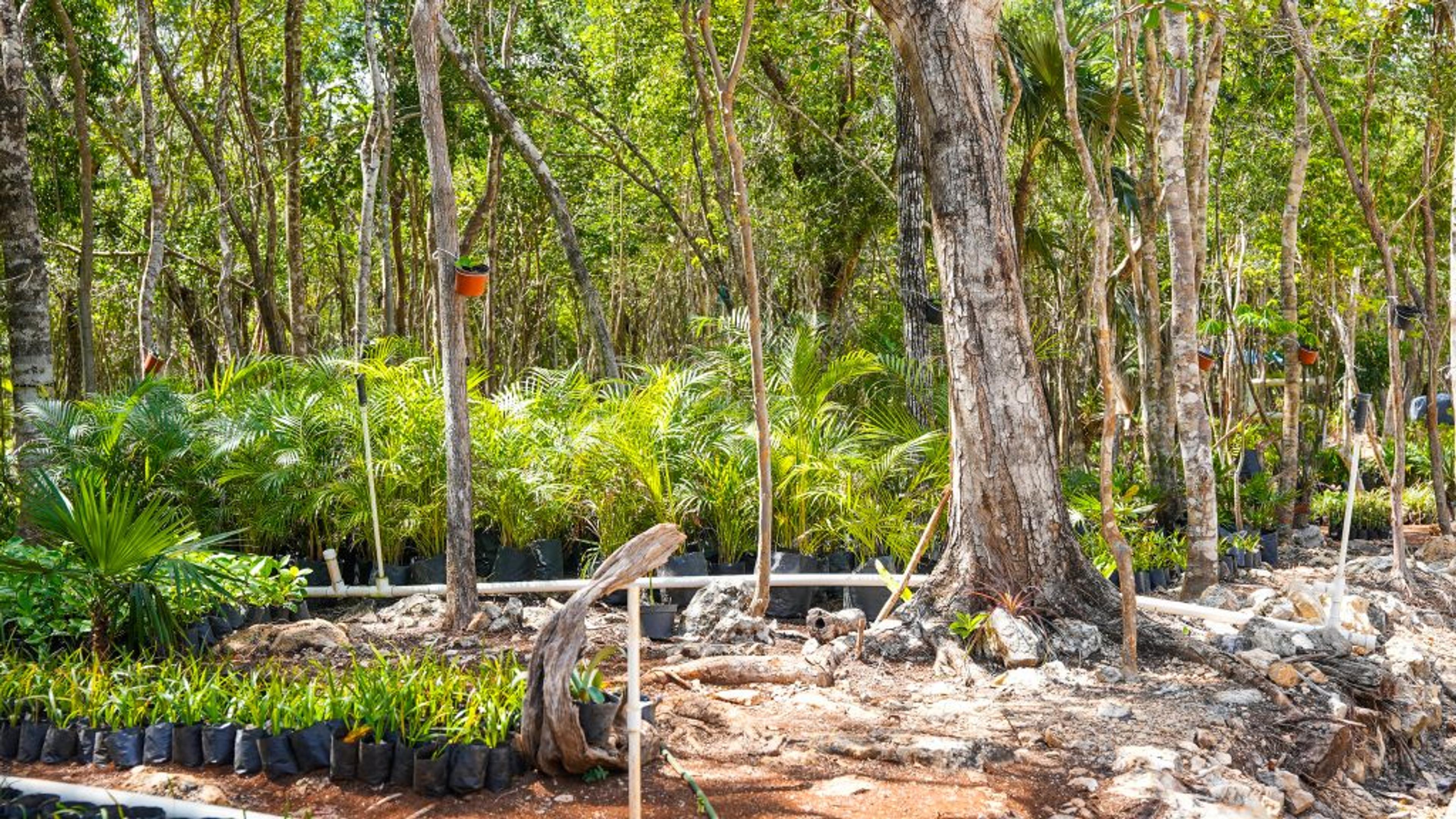 Amares Riviera Maya | Private Residential Lot for a Custom Home — photo 21
