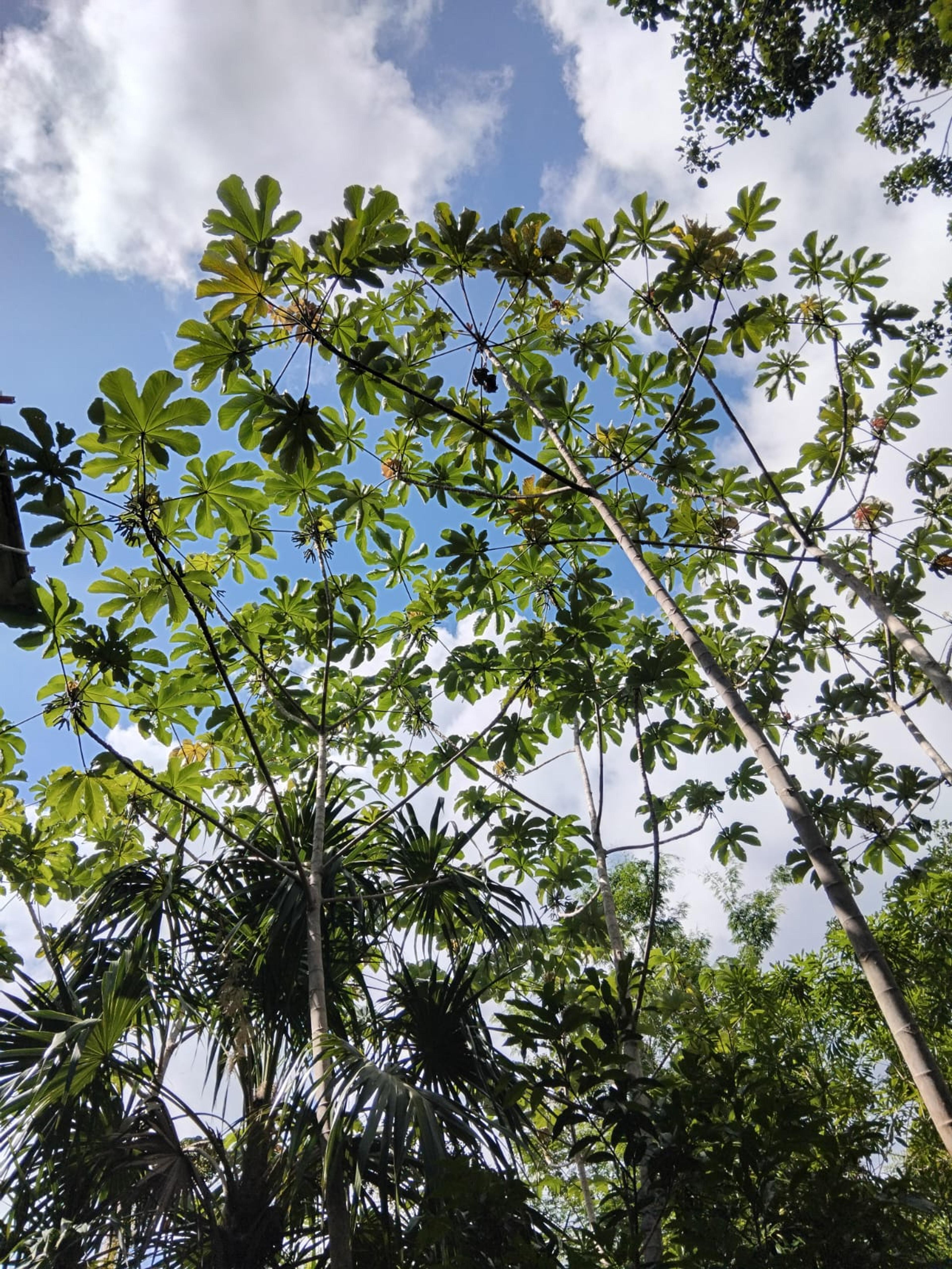 Tulum’s Hidden Gem: Expansive Eco-Investment with 4 Wooden Homes — photo 15