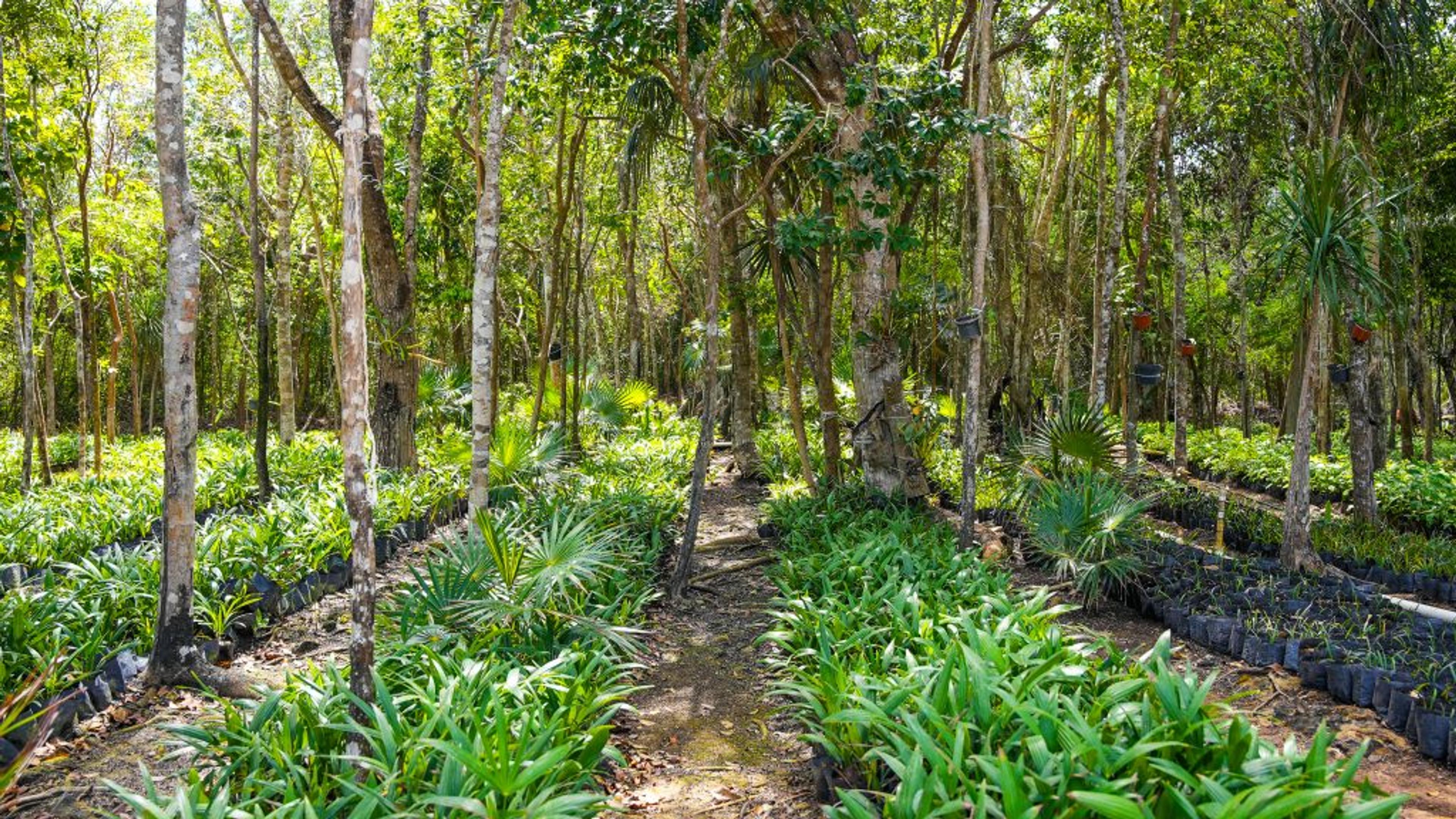 Amares Riviera Maya | Private Residential Lot for a Custom Home — photo 1