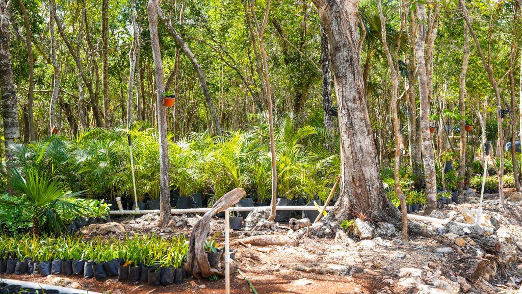 Amares Riviera Maya | Exclusive Private Homesite — photo 21